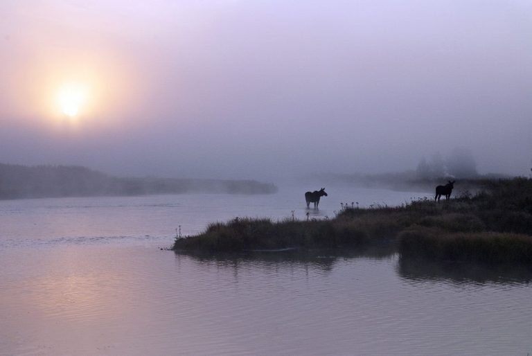 Experience wildlife from the American west
