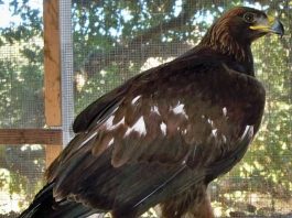 Injured golden eagle rescued, brought to WERC for rehab