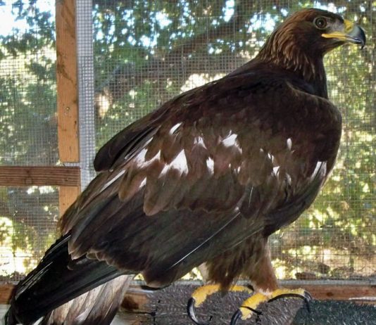 Injured golden eagle rescued, brought to WERC for rehab