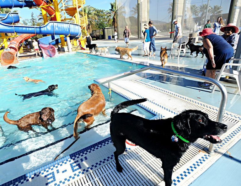 Doggies take a dip in Aquatic Center pool