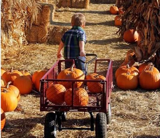 Change of season signals visit to the pumpkin farms