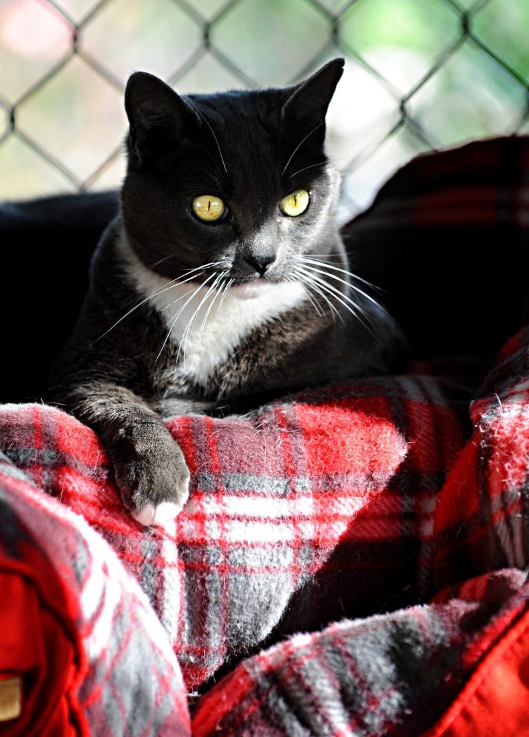 You’ve got a (Pet) Friend