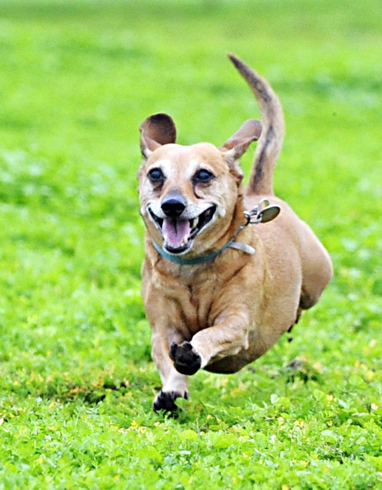 Wally the Racing Wiener