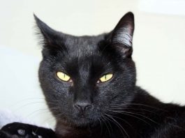 Adopt Moe