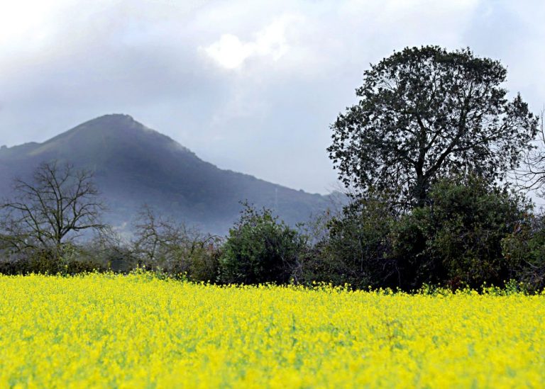 Mustard flowers bring fields of gold to the valley