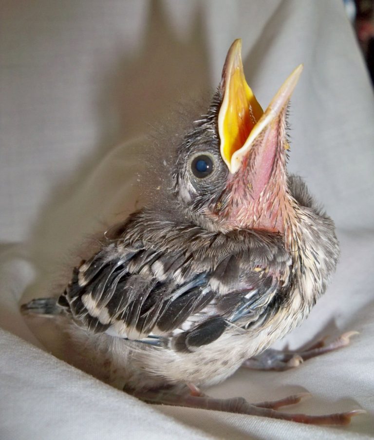 Babies season at WERC