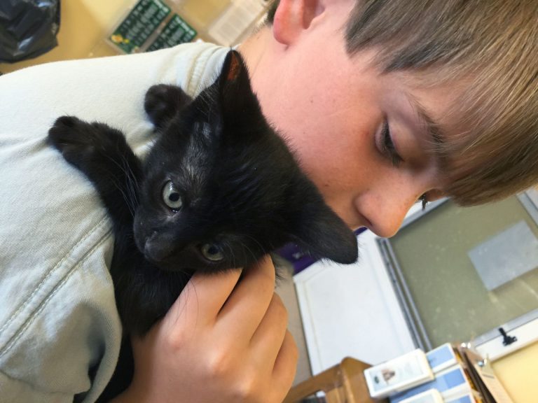 Dogs, cats free to adopt Saturday to ‘clear the shelters’