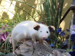 Opossum now on the education outreach team