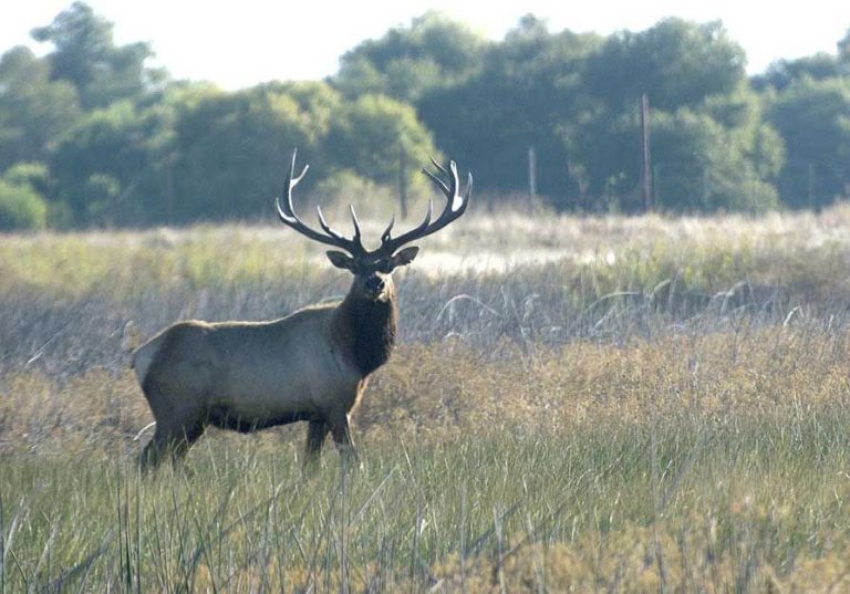 Getting up close and personal with tule elk