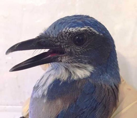 Napping cat gets a house call from jay