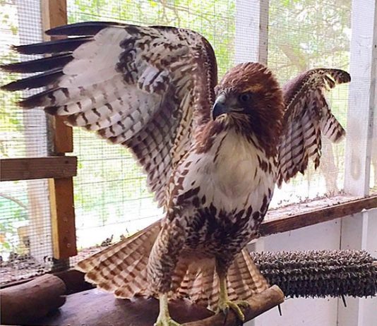 Junior hawk stretches its wings