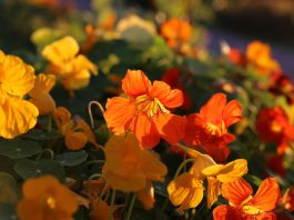 Companion planting with nasturtiums