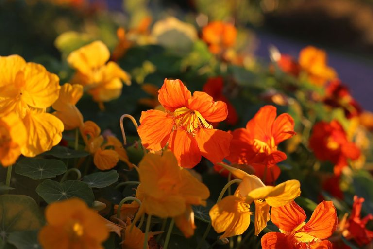 Companion planting with nasturtiums