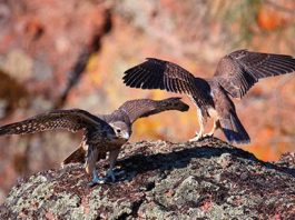 Nesting season begins at Pinnacles