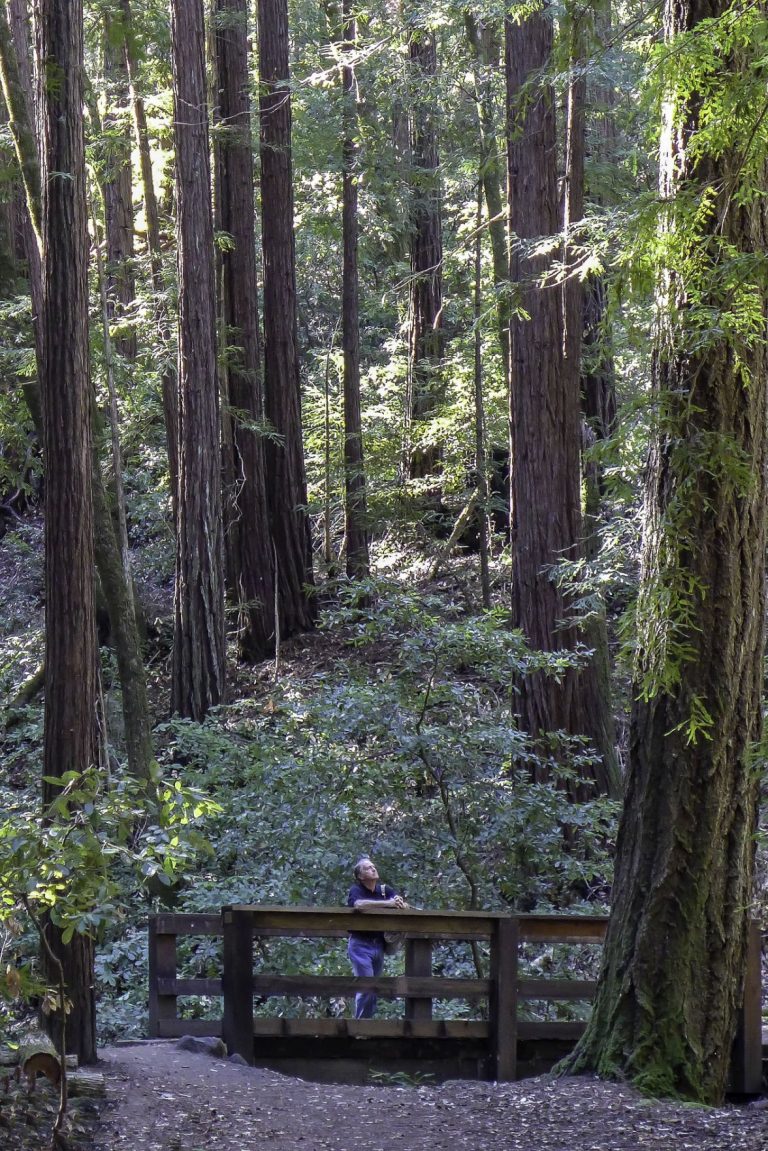 Huddart County Park Delivers