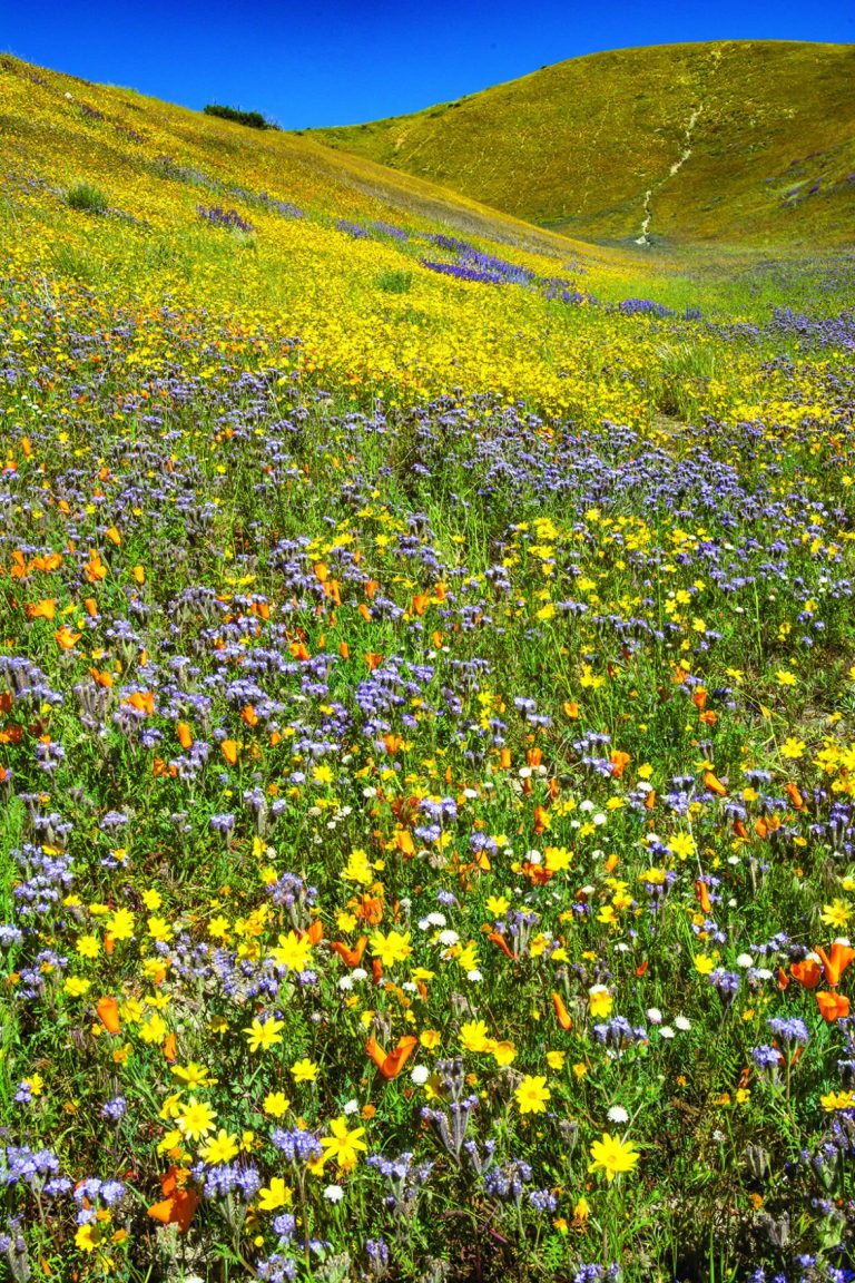 Spring wildflower fields
