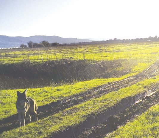 Coyote Valley wildlife corridor