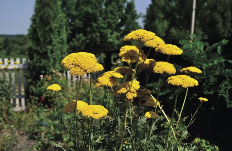 Bring summer color to the garden