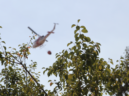 Firefighters Quench Blaze that Threatened the Gilroy Garlic Festival