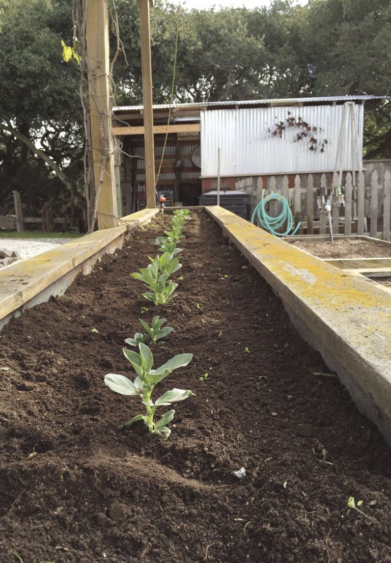 Tending the winter garden