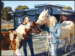 Saving Pregnant Horses