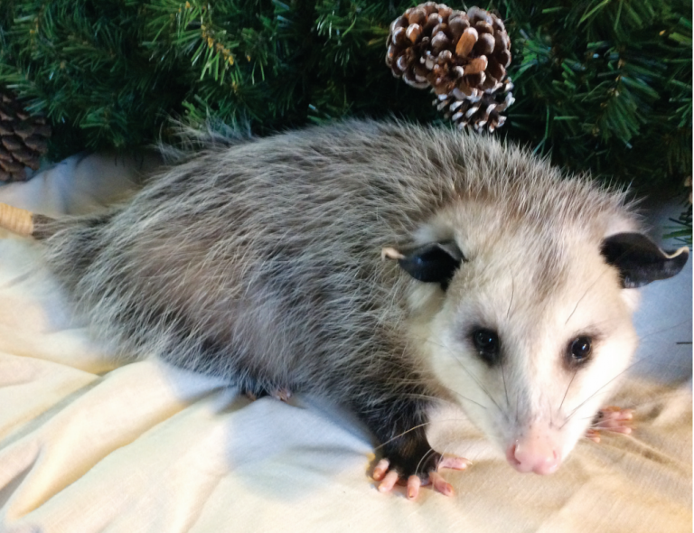 Miss Violet O’Possum