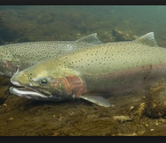 Trout Trackers Needed