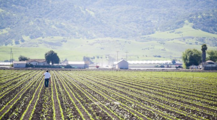 County agriculture revenues top $316M
