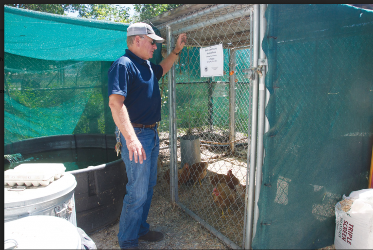 Hunting Mosquitoes in Gilroy