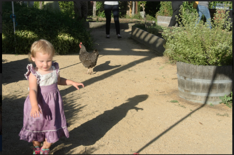 Farm to Table at the garden was a hit; more are coming