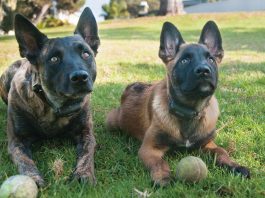 Who’s letting all those dogs out?