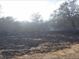 Bally Fire totals: 100 acres, $1 million