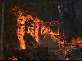 You can help rebuild Sonoma