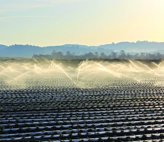 No rain may not mean a drought — yet