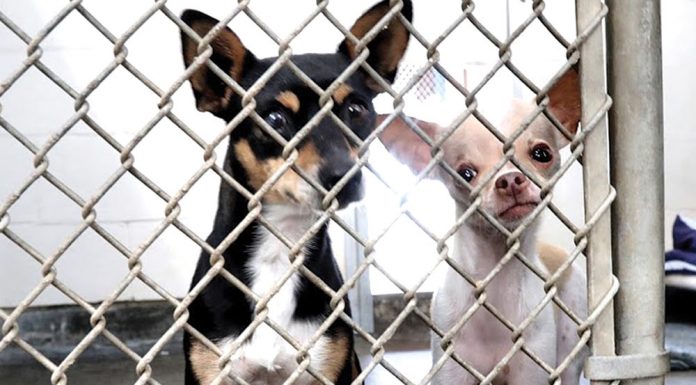 County takes over Gilroy animal control