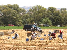 Christopher Ranch endorses tariffs on Chinese garlic