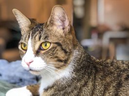 Keep pets safe during the holiday