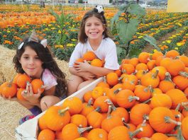 Owners promise return of Pumpkin Park