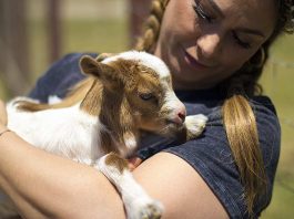Animals return to Gilroy Ostrich Farm after Crews Fire evacuation