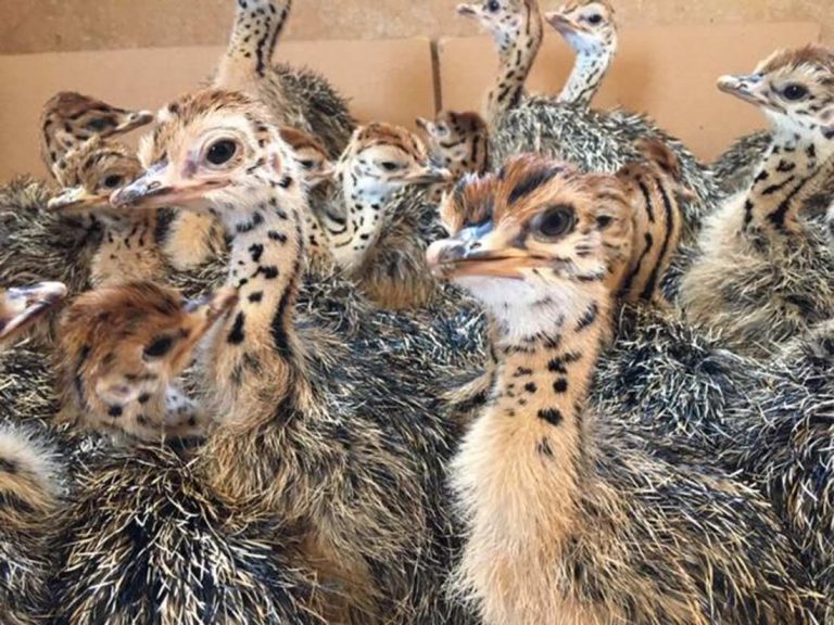 Animals return to Gilroy Ostrich Farm after Crews Fire evacuation