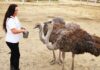 Gilroy Ostrich Farm joins variety of regional Halloween events gilroy ostrich farm nia broge