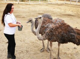 Gilroy Ostrich Farm joins variety of regional Halloween events gilroy ostrich farm nia broge