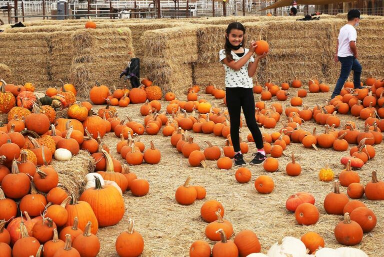 Gilroy Ostrich Farm joins variety of regional Halloween events