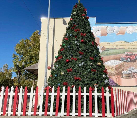 christmas tree holiday downtown gilroy fifth street lighting