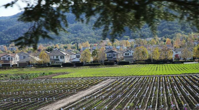 hecker pass highway third street homes syngenta flowers