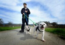 adopt my block daniel martinez dog rescue