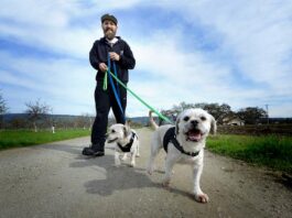 adopt my block daniel martinez dog rescue