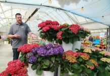 syngenta flowers ryan hall california spring trials hydrangea