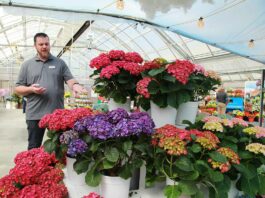 syngenta flowers ryan hall california spring trials hydrangea