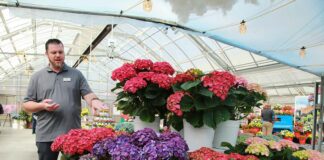 syngenta flowers ryan hall california spring trials hydrangea